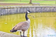 Branta canadensis