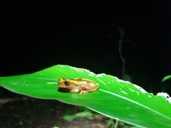 Dendropsophus leucophyllatus