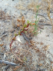 Camissoniopsis lewisii