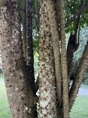 Zanthoxylum caribaeum