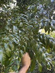 Zanthoxylum caribaeum