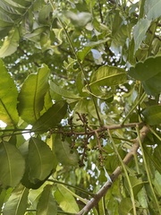 Zanthoxylum caribaeum