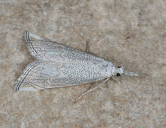 Haimbachia arizonensis