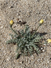 Anisocoma acaulis
