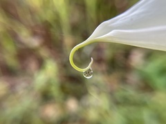 Zantedeschia aethiopica