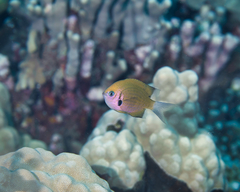 Pycnochromis pacifica