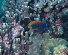 Centropyge potteri