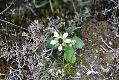 Micranthes melanocentra