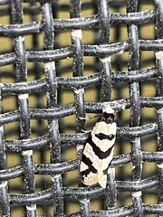 Lepidoscia characota