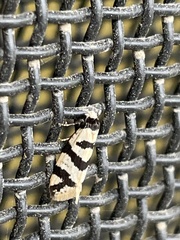 Lepidoscia characota