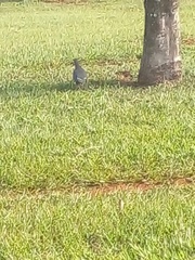 Patagioenas picazuro