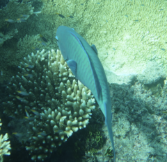 Chlorurus microrhinos