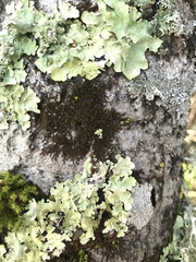 Frullania bolanderi