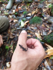 Chatogekko amazonicus