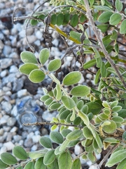 Sophora tomentosa