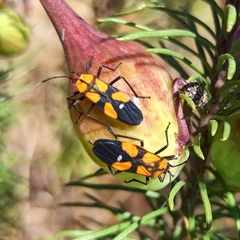 Oncopeltus spectabilis