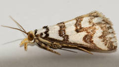 Hednotodes callichroa