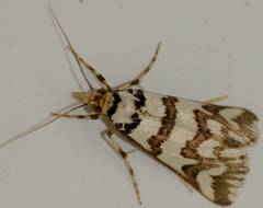 Hednotodes callichroa