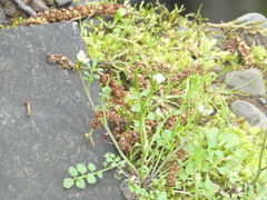 Cardamine oligosperma