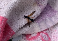 Callisphyris rufiventer