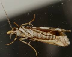 Hednotodes callichroa