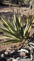 Yucca baccata