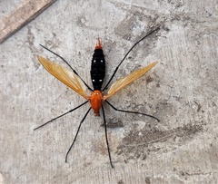 Clytocosmus nichollsi