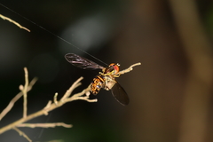 Toxomerus pictus