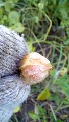 Physalis viscosa