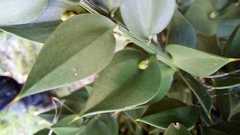 Ruscus