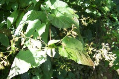 Koanophyllon solidaginoides