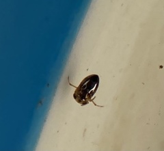 Neoplea striola