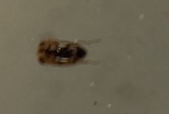 Neoplea striola