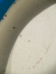 Neoplea striola