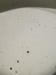 Neoplea striola