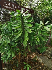 Euphorbia neriifolia