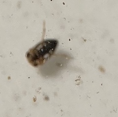 Neoplea striola