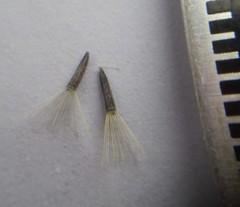 Koanophyllon solidaginoides