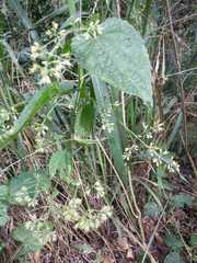 Koanophyllon solidaginoides