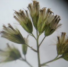 Koanophyllon solidaginoides