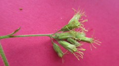 Koanophyllon solidaginoides