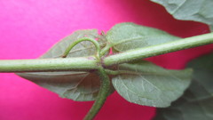 Koanophyllon solidaginoides