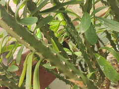 Euphorbia neriifolia