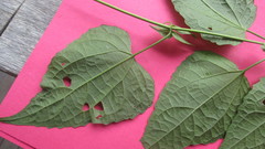 Koanophyllon solidaginoides