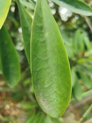 Euphorbia neriifolia