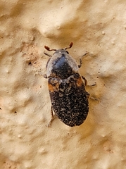 Dermestes carnivorus