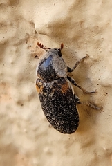 Dermestes carnivorus