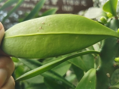 Euphorbia neriifolia
