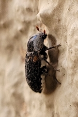 Dermestes carnivorus