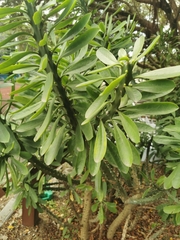 Euphorbia neriifolia